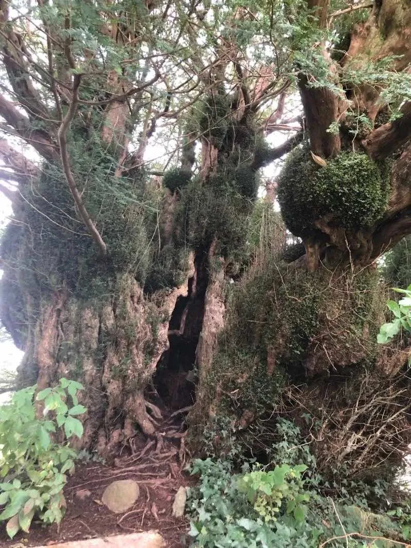 Heritage Scaffolding scaffolding in South Wales — image 2